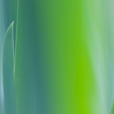 1. Platz: Hugo Wassermann - Sibirische Schwertlilie