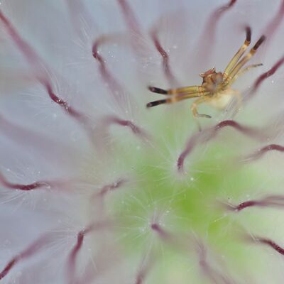 2. Platz: Hugo Wassermann - Krabbenspinne