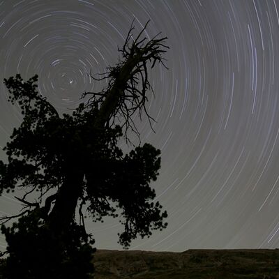 7. Platz: Sepp Hackhofer - Baum