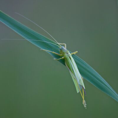 8. Platz: Annamaria Pernstich - Vor dem ersten Absprung