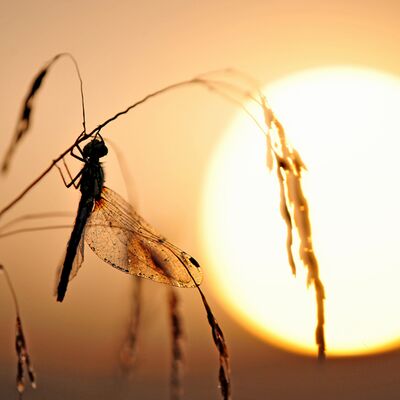 8. Platz: Michl Trocker - Libelle - Seiser Alm