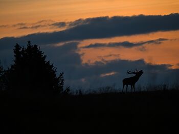 cervo alle ultime luci della sera