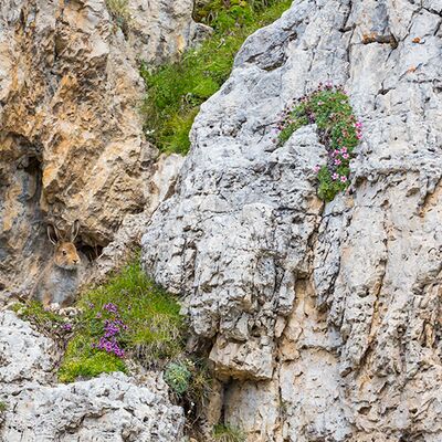 2. Platz: Manuel Plaickner - Schneehase