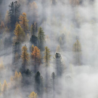 2. Platz: Sepp Hackhofer - Bergwald im Nebel