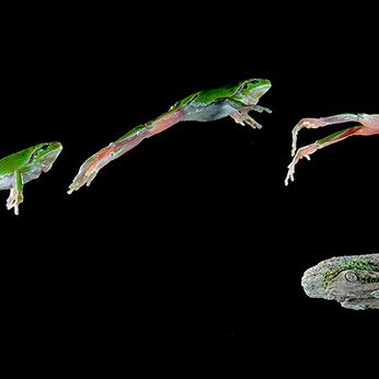 3. Platz: Stefano Baglioni - Raganella in salto