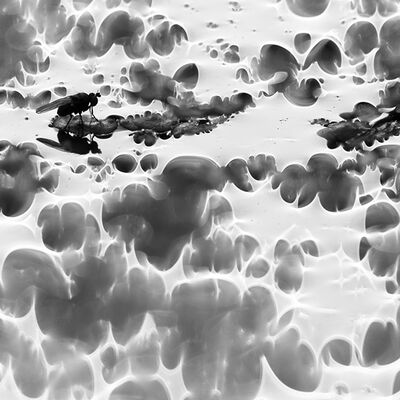 4. Platz: Manuel Plaickner - Fliege auf Wasserlinsen