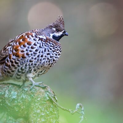 4. Platz: Manuel Plaickner - Haselhuhn