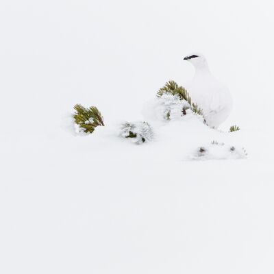 5. Platz: Hugo Wassermann - Alpenschneehuhn