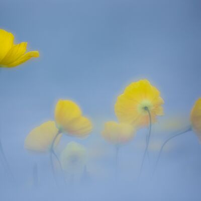 6. Platz: Sepp Hackhofer - Alpenmohn