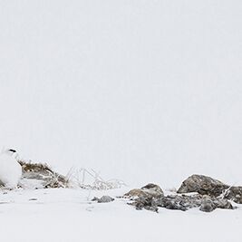 7. Platz: Helmut Elzenbaumer - Schneehuhn