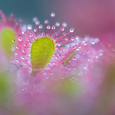 7. Platz: Johannes Wassermann - Sonnentau
