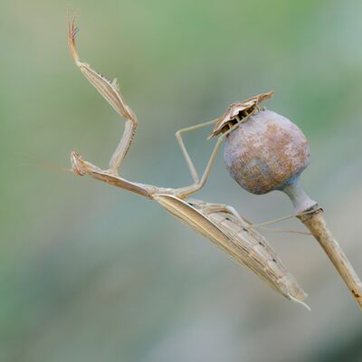 7. Platz: Arnold Reinhard - Gottesanbeterin