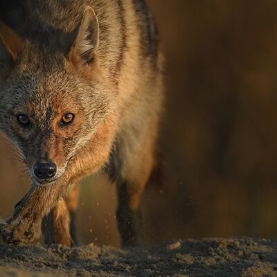 8. Platz: Maurizio Barchi - Diritto negli occhi