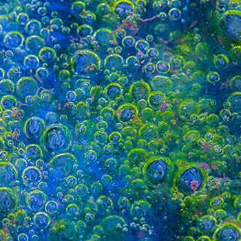 9. Platz: Günther Plaickner - Algen