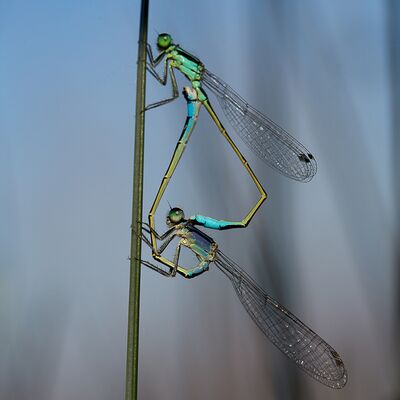 9. Platz: Georg Taschler - Azurjungfern