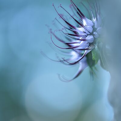 10. Platz: Michael Trocker - Dolomitenteufelskralle