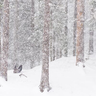 10. Platz: Gerd Tauber - Auerhahnbalz bei intensivem Schneefall