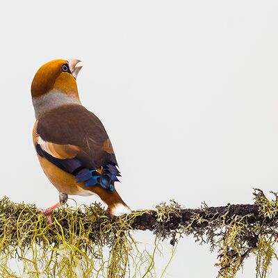 10. Platz: Günther Plaickner - Kernbeißer