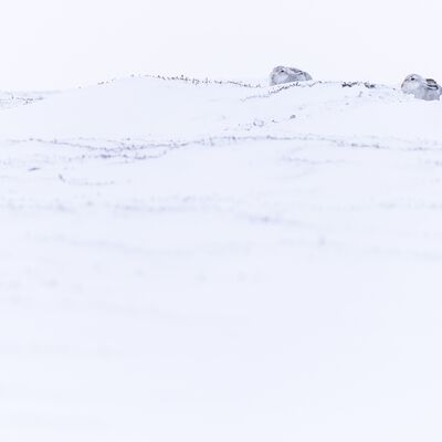 4. Platz: Gerd Tauber - Schneehase