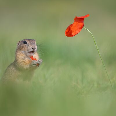6. Platz: Helga Toetsch - Ziesel