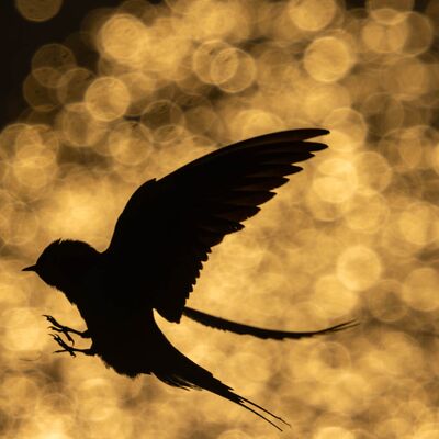 6. Platz: Günther Plaickner - Schwalbe im Gegenlicht