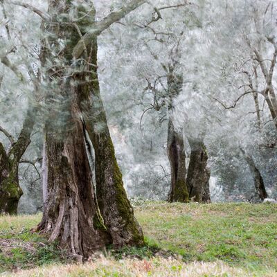 7. Platz: Sepp Hackofer - Wind im Olivenhain