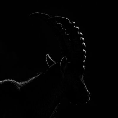 9. Platz: Günther Plaickner - Steinbock