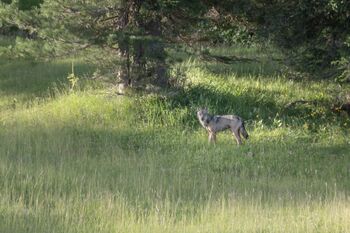 Wolf - Armentarawiesen