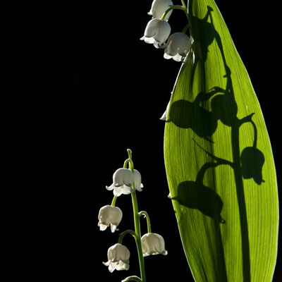 8. Platz: Reinhard Arnold - Maiglöckchen