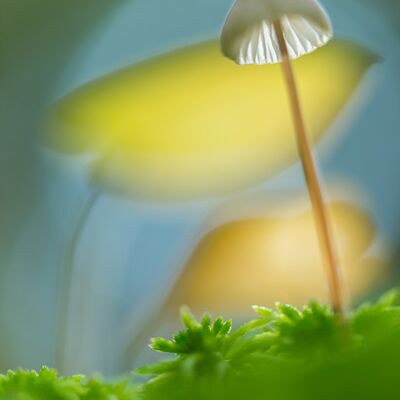 1. Platz: Hugo Wassermann - Pilz vor Schattenblume