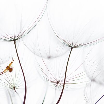 1. Platz: Hugo Wassermann - Spinne in Bocksbart