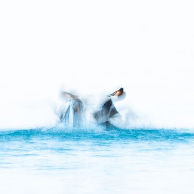 2. Platz: Claudio Sferra - Svassi in lotta