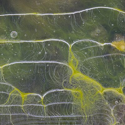 3. Platz: Sepp Hackhofer - Algen im Eis