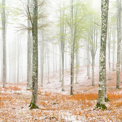 4. Platz: Helmut Elzenbaumer - Buchenwald