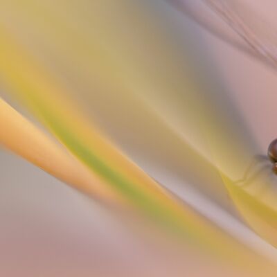 6. Platz: Gerhard Tauber - Libelle