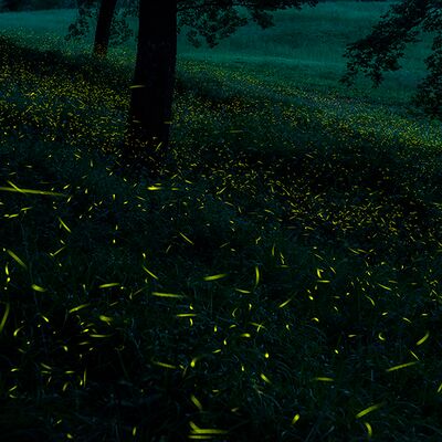 6. Platz: Stefano Baglioni - Stelle del sottobosco