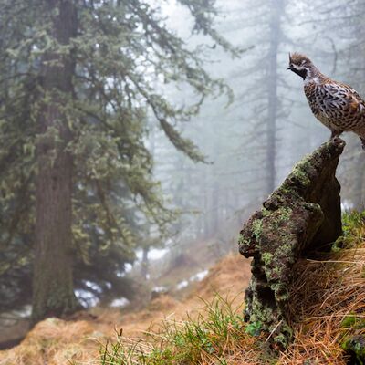 6. Platz: Johannes Wassermann - Haselhuhn
