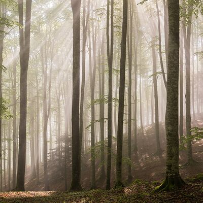 7. Platz: Hubert Hilscher - Buchenwald