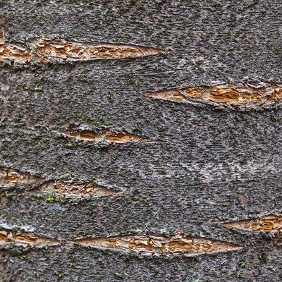 8. Platz: Roberto Siniscalchi - Bark