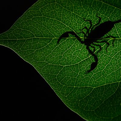 8. Platz: Horst Eberhöfer - Skorpion in der Nacht