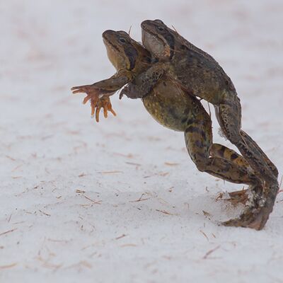 9. Platz: Alfred Erardi - Grasfrösche