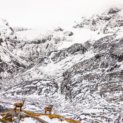 1. Platz: Manuel Plaickner - Im Reich der Steinböcke
