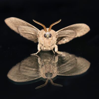 2. Platz: Günther Plaickner - Nachtfalter