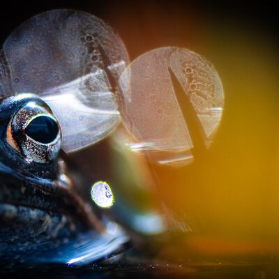 2. Platz: Matthias Gritsch - Aug in Aug