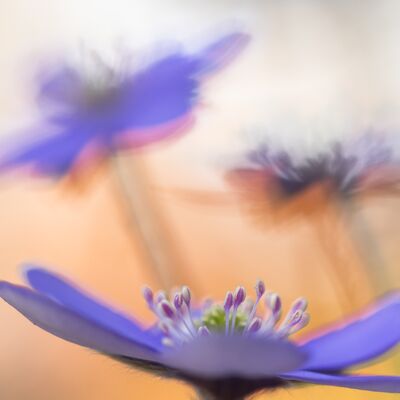 3. Platz: Ulrike Ploner - Sonnenschein - die Freude der Blumen