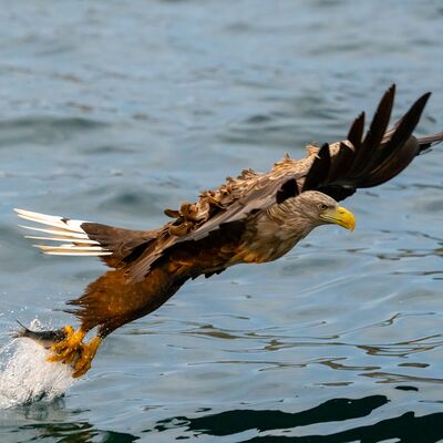 7. Platz: Silvana Giancane - aquila di mare con codabianca con preds