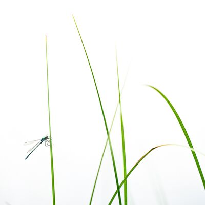 8. Platz: Hannes Paulmichl - Libelle und Halme