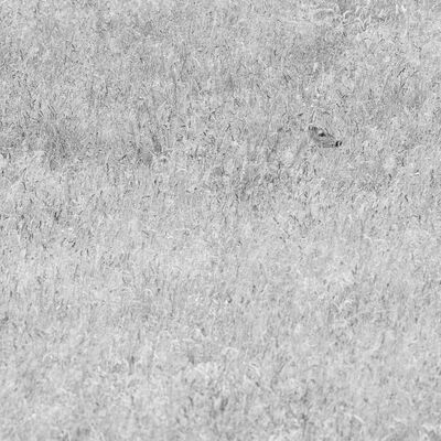 9. Platz: Gerd Tauber - Rehgais im Gras