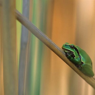 1. Platz: Wassermann Hugo - Laubfrosch