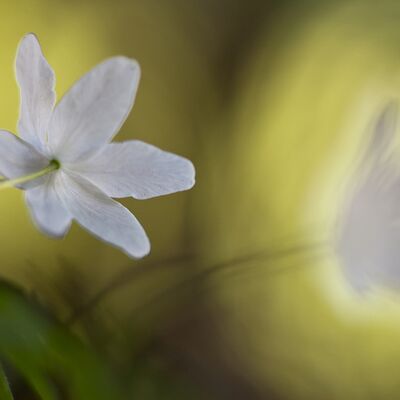 2. Platz: Georg Kantioler - Buschwindröschen